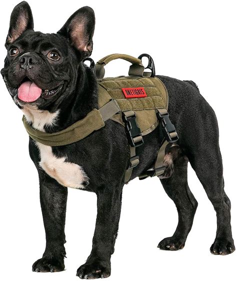 harness for french bulldog puppy